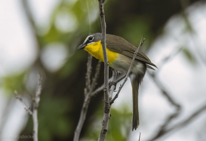 Yellow-breasted Chat by Richard Kostecke - Organikos