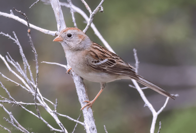 Field Sparrow by Richard Kostecke - Organikos