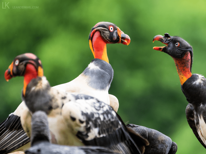 King Vulture by Leander Khil - Organikos
