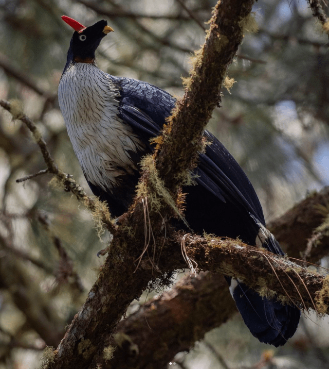 Horned Guan by Daniel Aldana - Organikos
