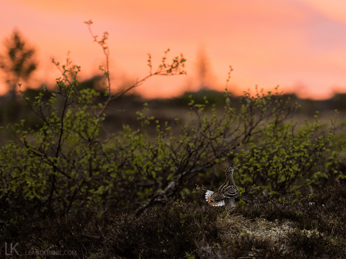 Great Snipe by Leander Khil - Organikos
