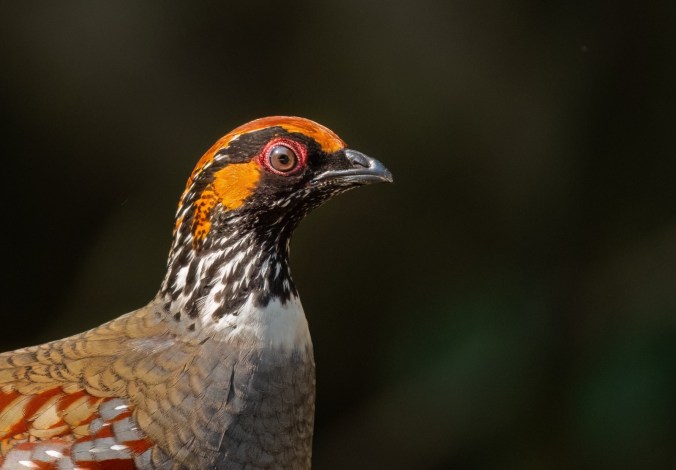 Hill Partridge by Puneet Dhar - Organikos