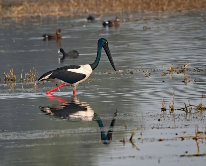 Black-necked Stork by Puneet Dhar - Organikos