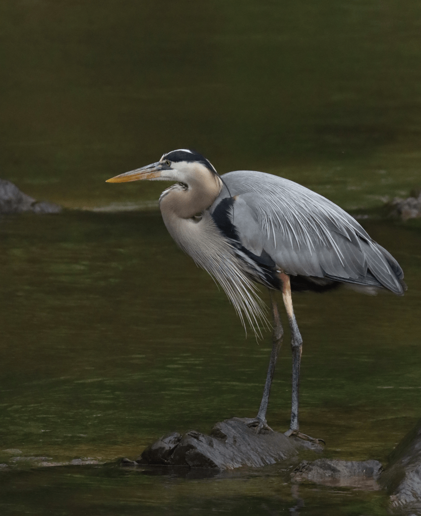 Great Blue Heron by Seth Inman - Organikos