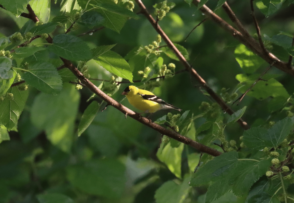 American Goldfinch by Seth Inman - Organikos