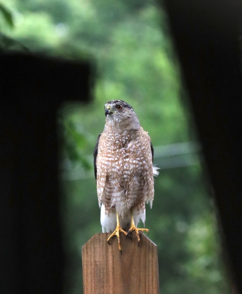 Cooper's Hawk by Seth Inman - Organikos