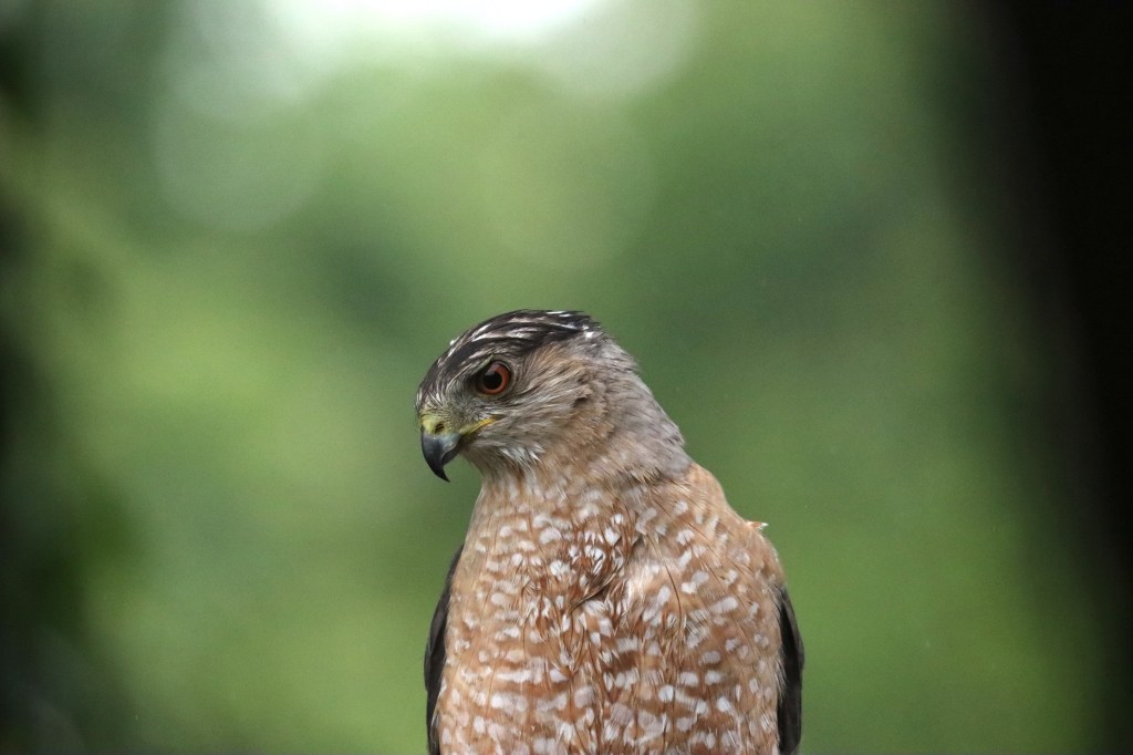 Cooper's Hawk by Seth Inman - Organikos