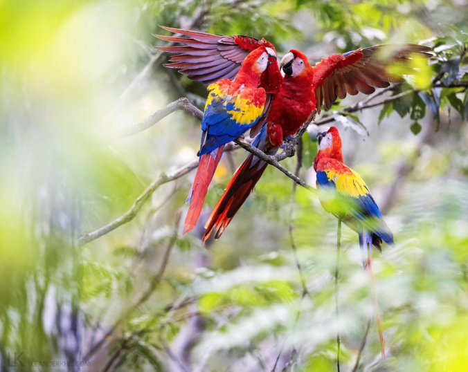 Scarlet Macaw by Leander Khil - Organikos