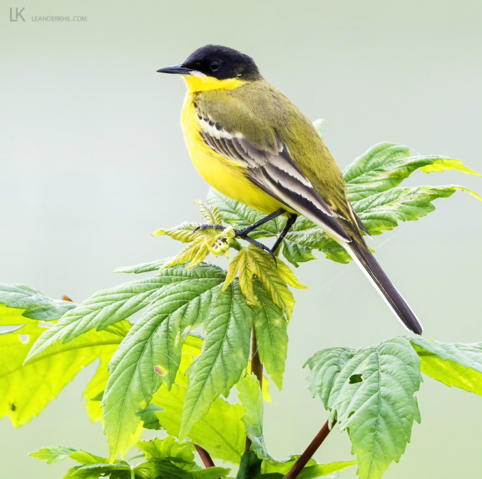 Black-headed Wagtail by Leander Khil - Organikos