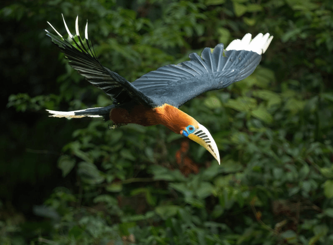Rufous-necked Hornbill by Puneet Dhar - Organikos