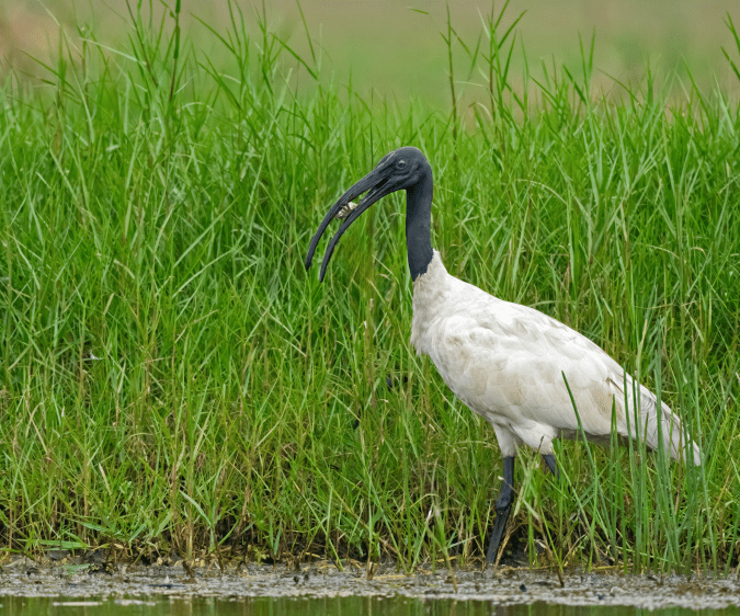 Black-headed Ibis by Puneet Dhar - Organikos
