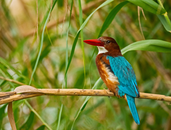 White-throated Kingfisher by Puneet Dhar - Organikos