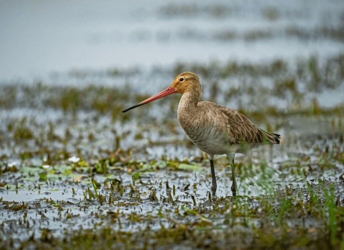 Black-tailed Godwit by Puneet Dhar - Organikos