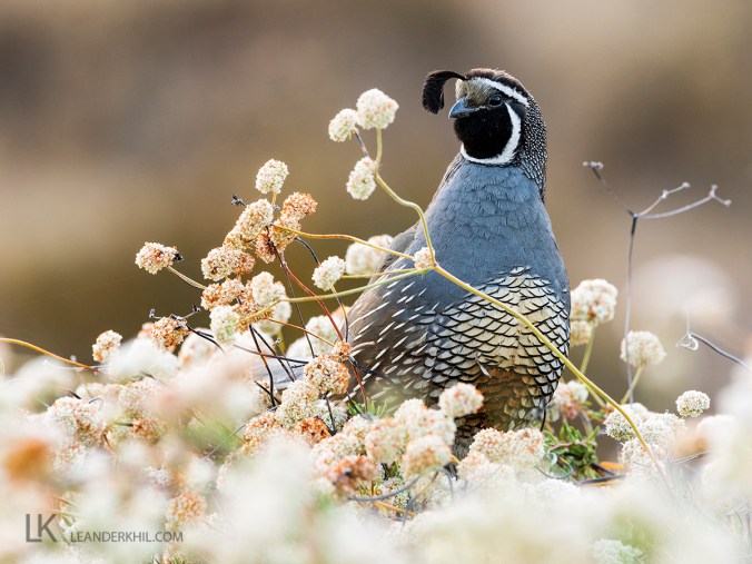  California Quail by Leander Khil - Organikos