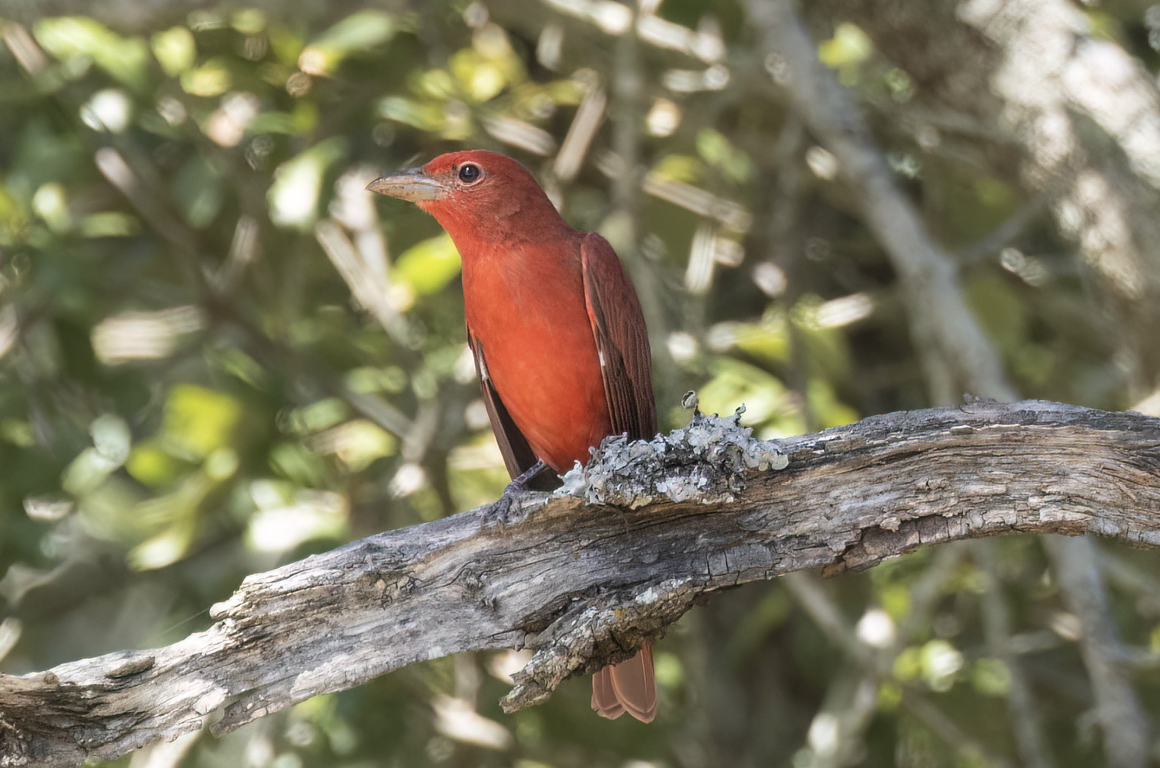 Summer Tanager by Richard Kostecke - Organikos