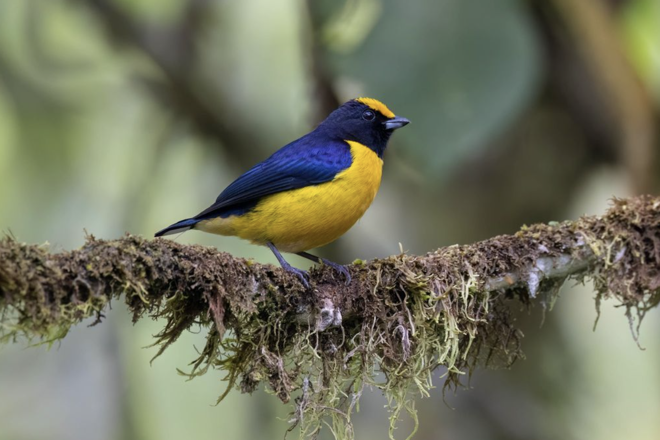 Orange-bellied Euphonia by Richard Kostecke - Organikos