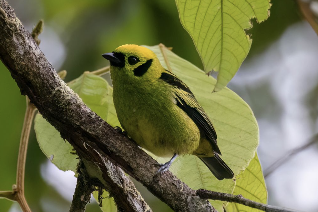 Emerald Tanager by Richard Kostecke - Organikos
