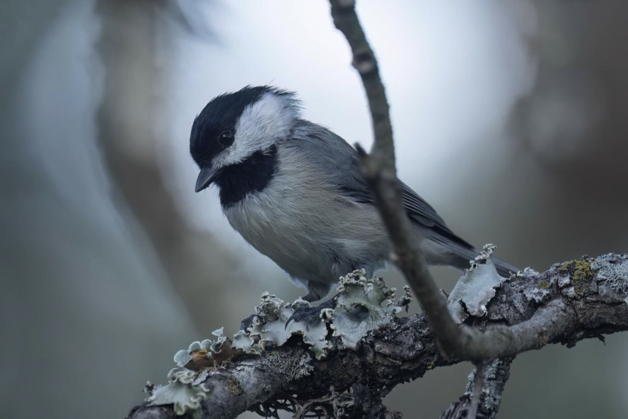 Carolina Chickadee by Richard Kostecke - Organikos