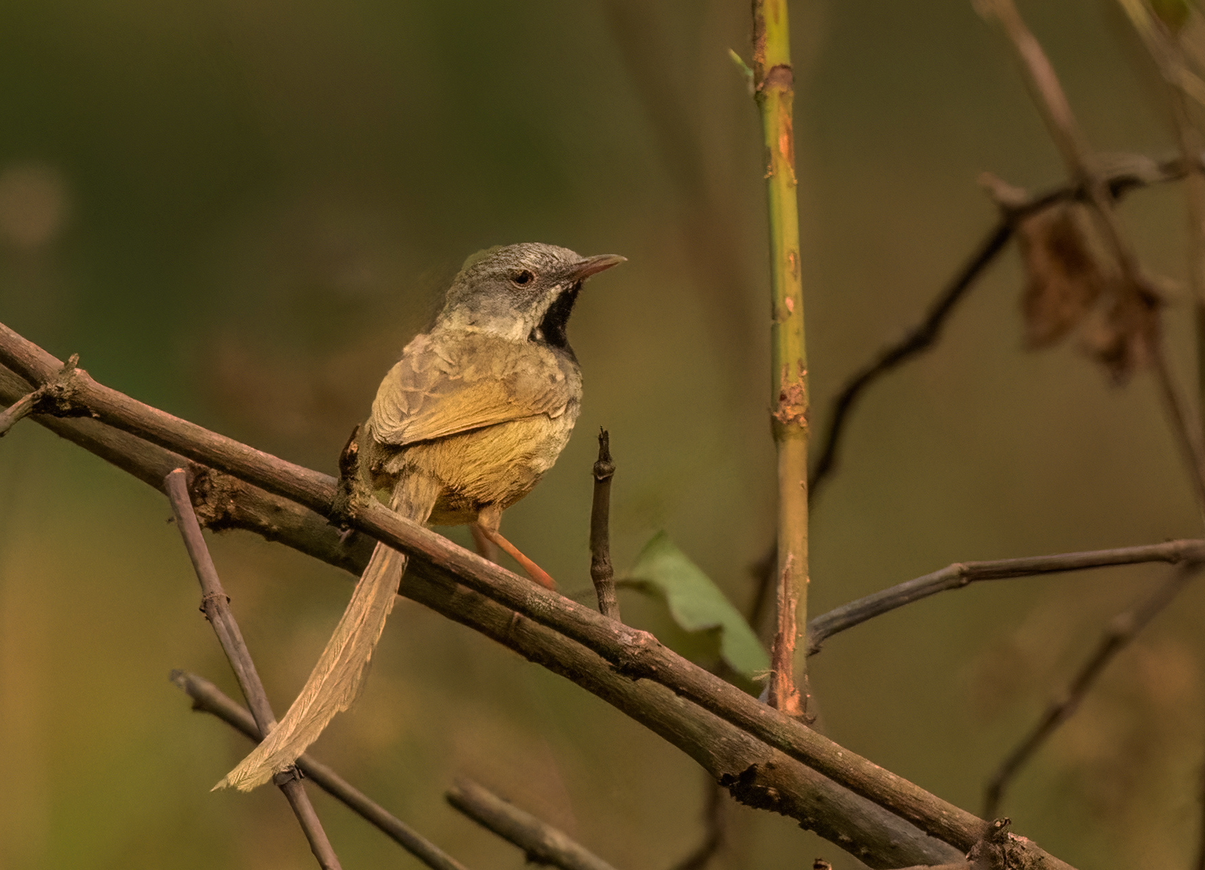 Black-throated Prinia by Puneet Dhar - Organikos