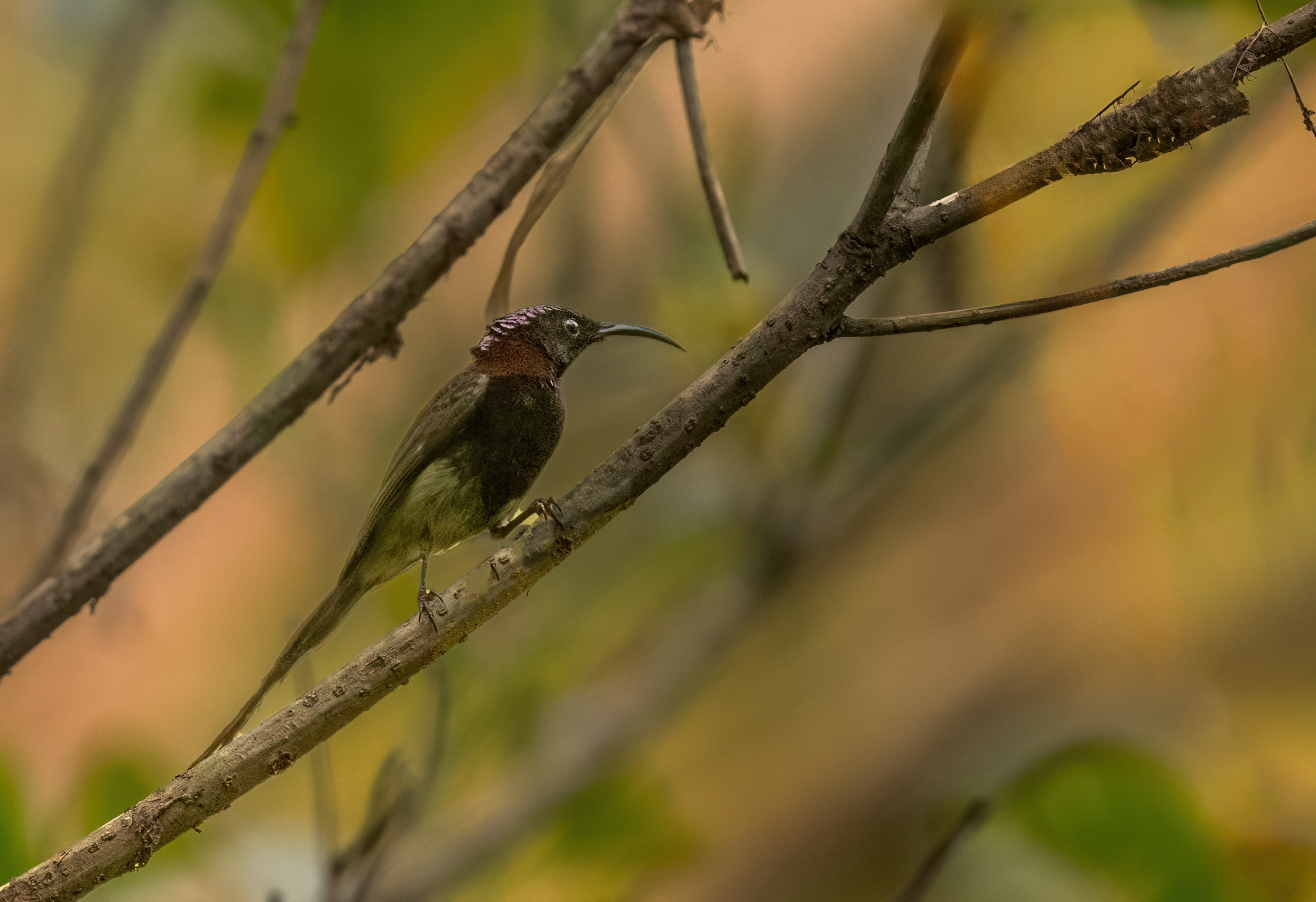 Black-throated Sunbird by Puneet Dhar - Organikos