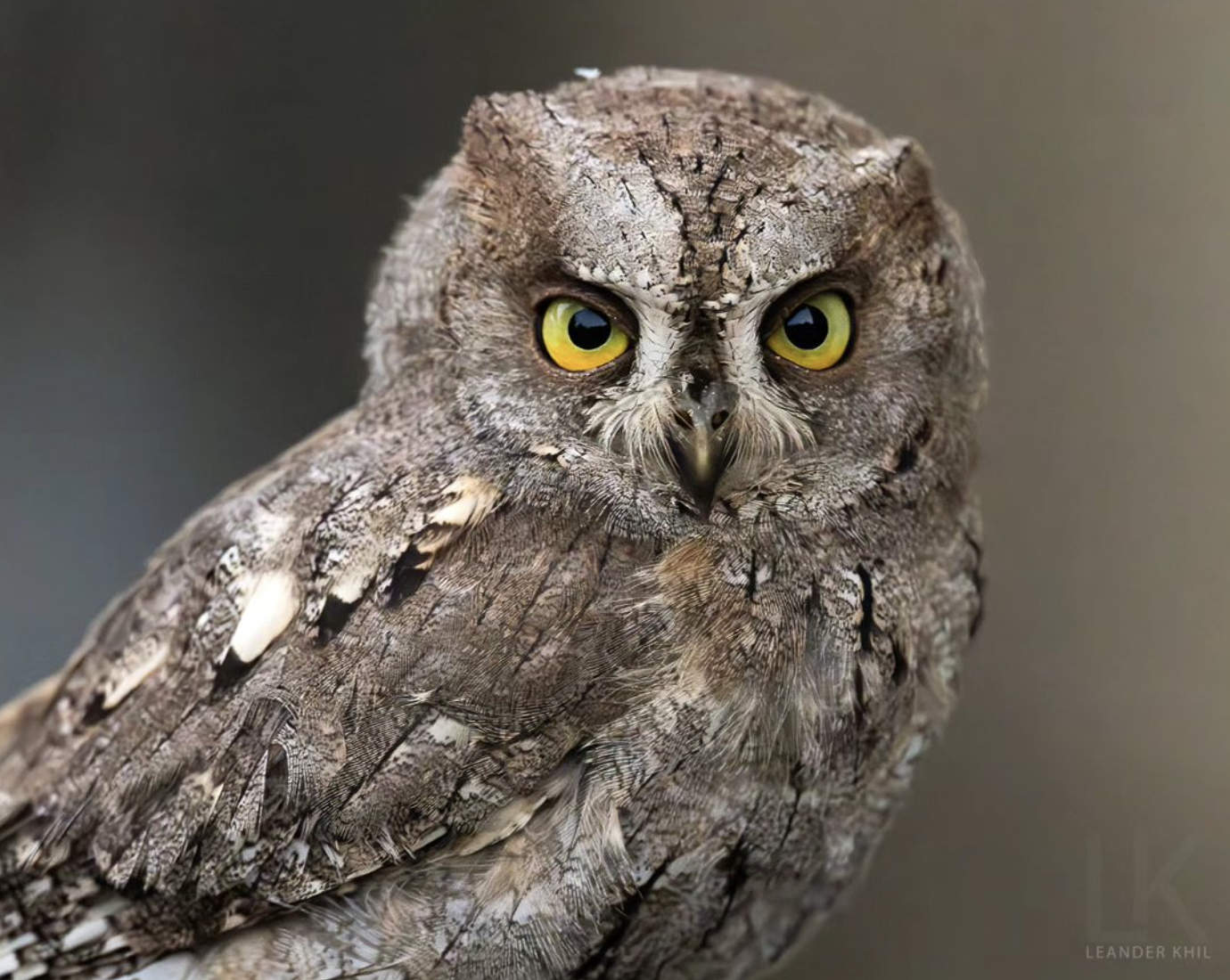 Dwarf-eared Owl by Leander Khil - Organikos