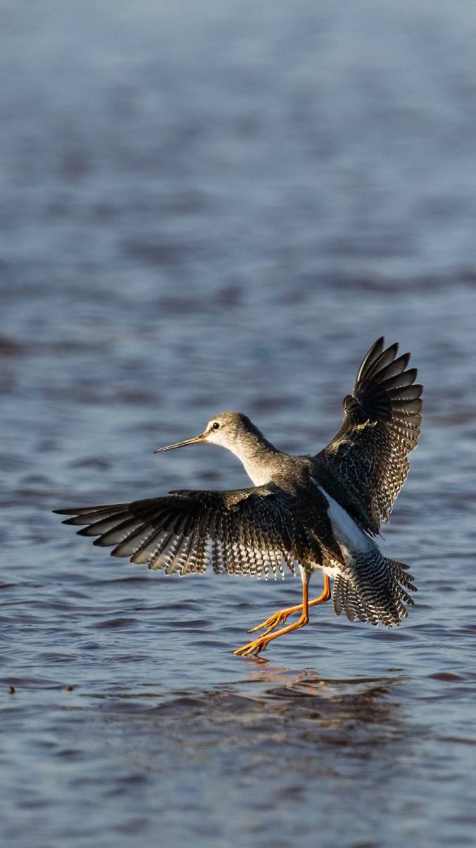 Spotted Redshank by Leander Khil - Organikos