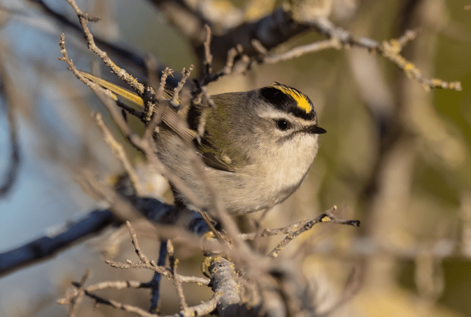 Golden-crowned Kinglet by Richard Kostecke - Organikos
