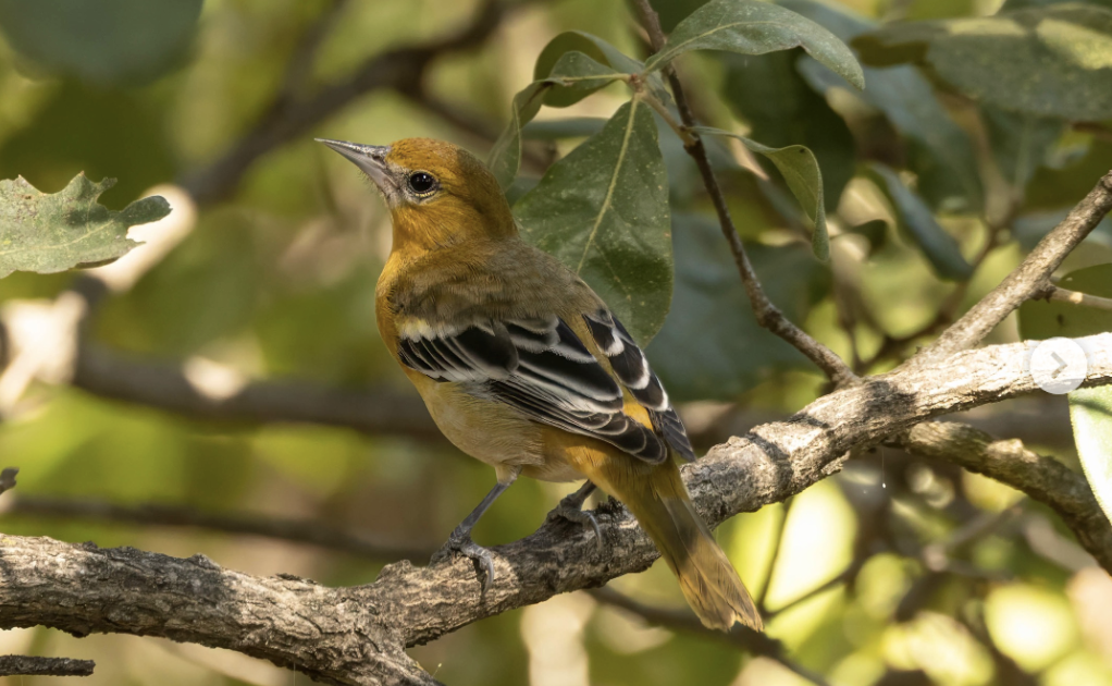 Baltimore Oriole by Richard Kostecke - Organikos