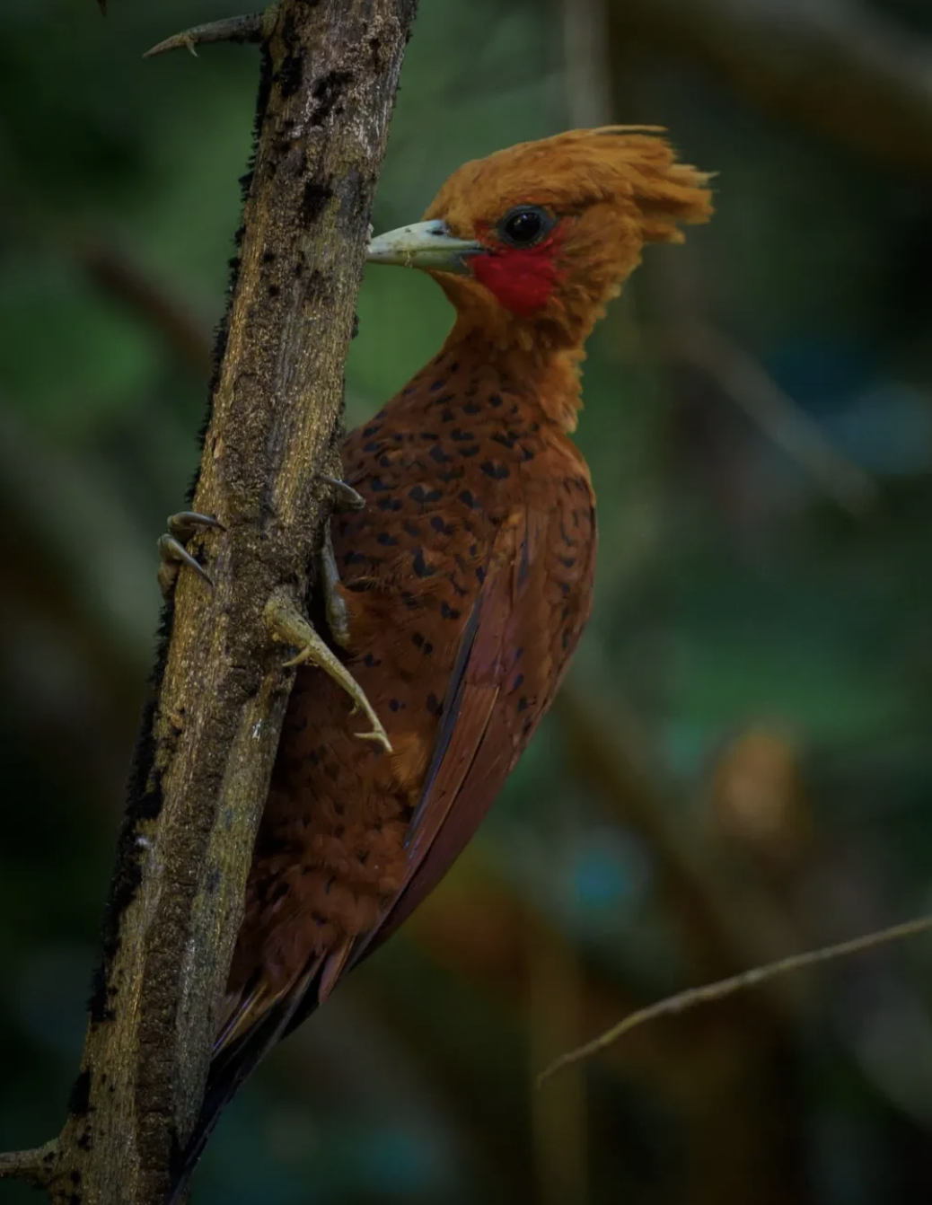 Chestnut-colored Woodpecker by Daniel Aldana - Organikos