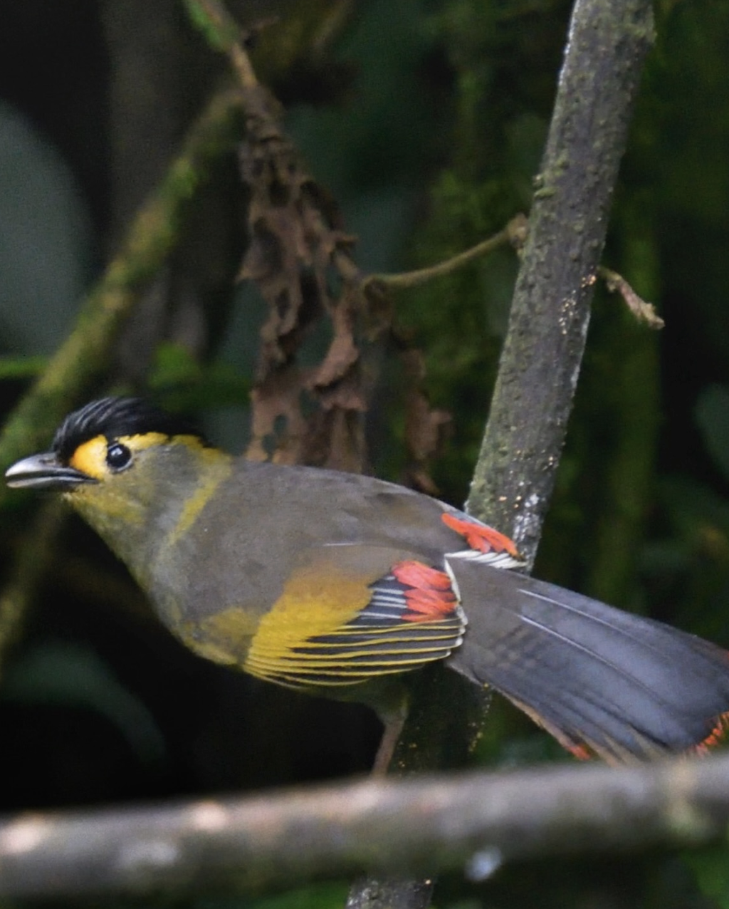 Bugun Liocichla by Gururaj Moorching - Organikos