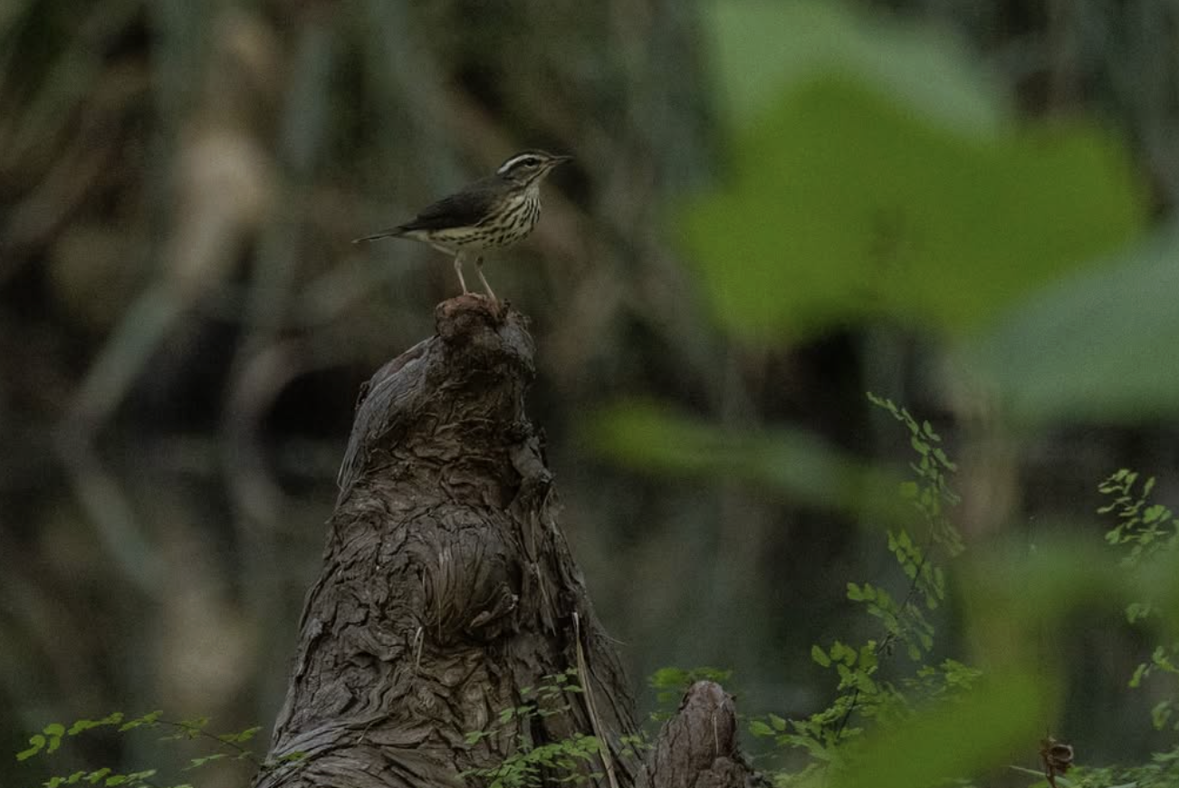 Louisiana Waterthrush by Richard Kostecke - Organikos