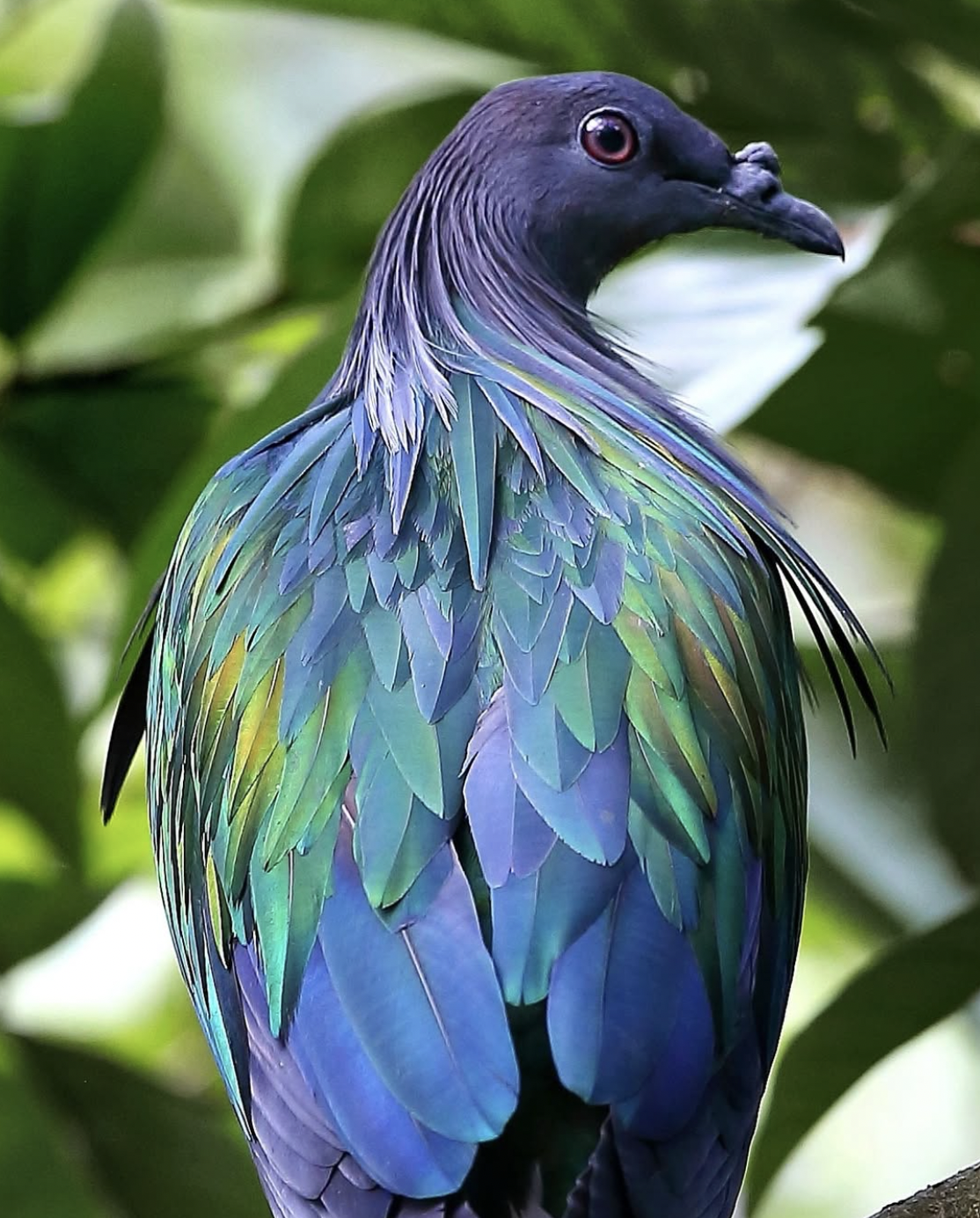 Nicobar Pigeon by Gururaj Moorching - Organikos