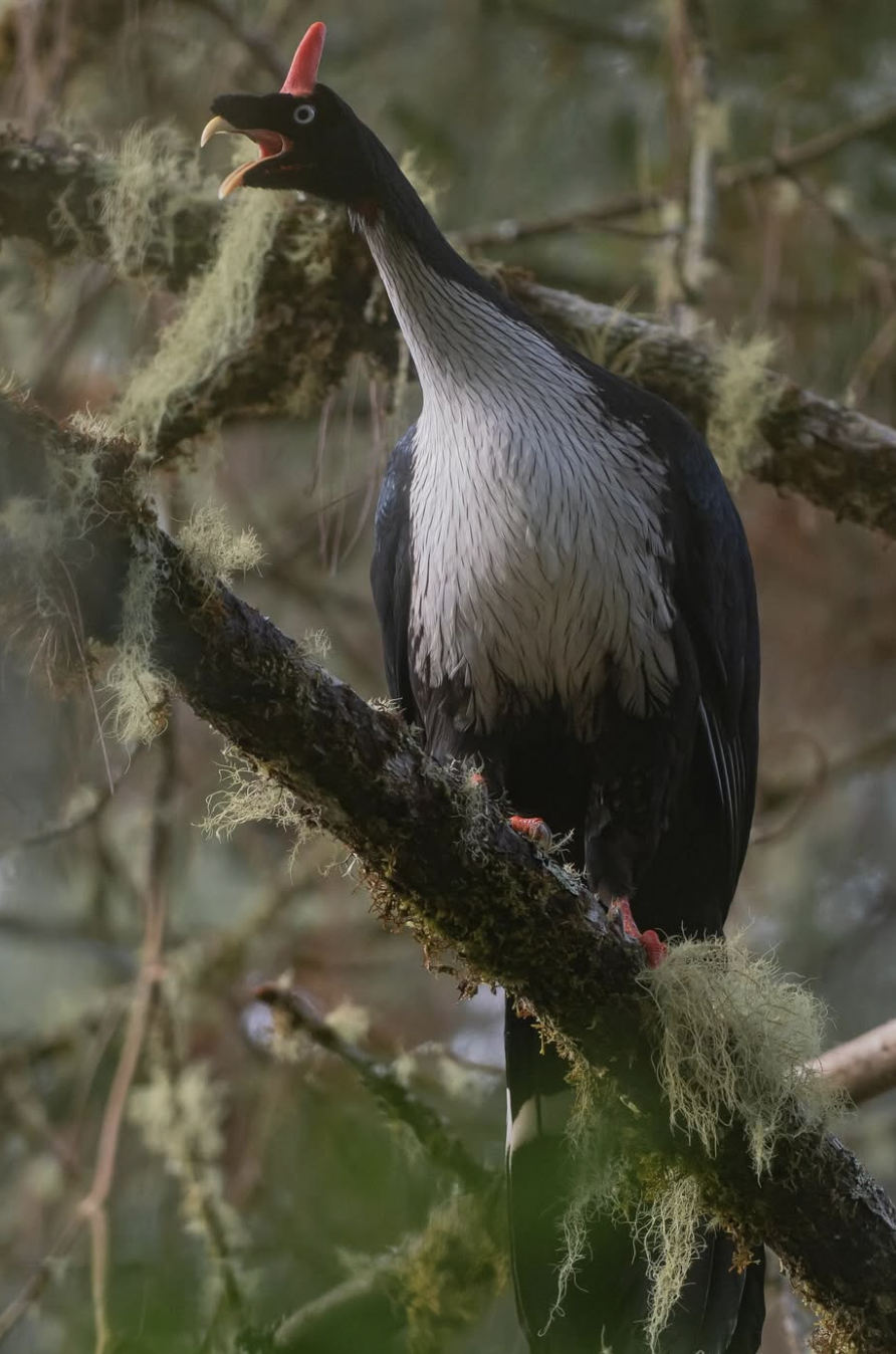 Horned Guan by Daniel Aldana - Organikos
