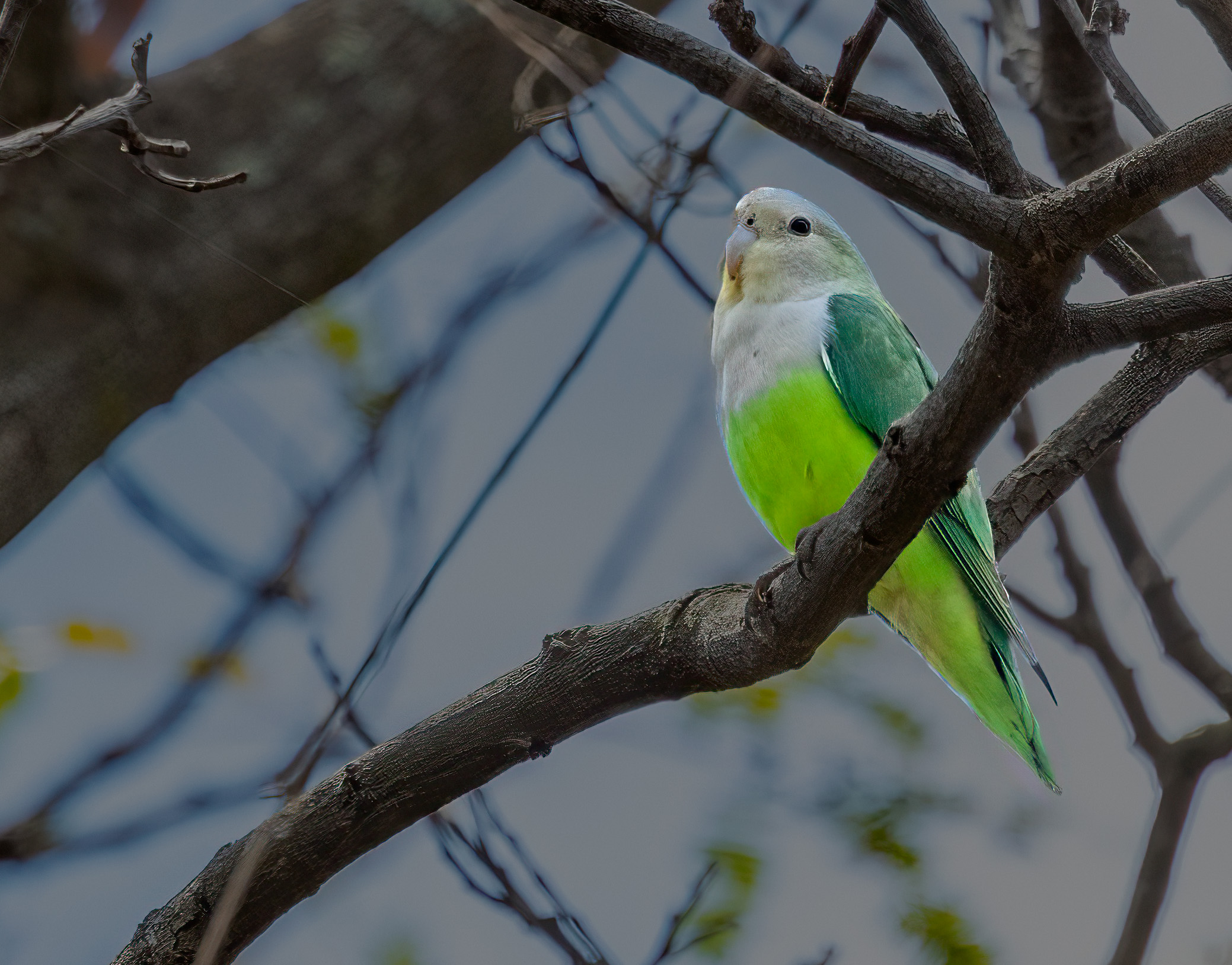 Gray-headed Lovebird by Puneet Dhar - Organikos