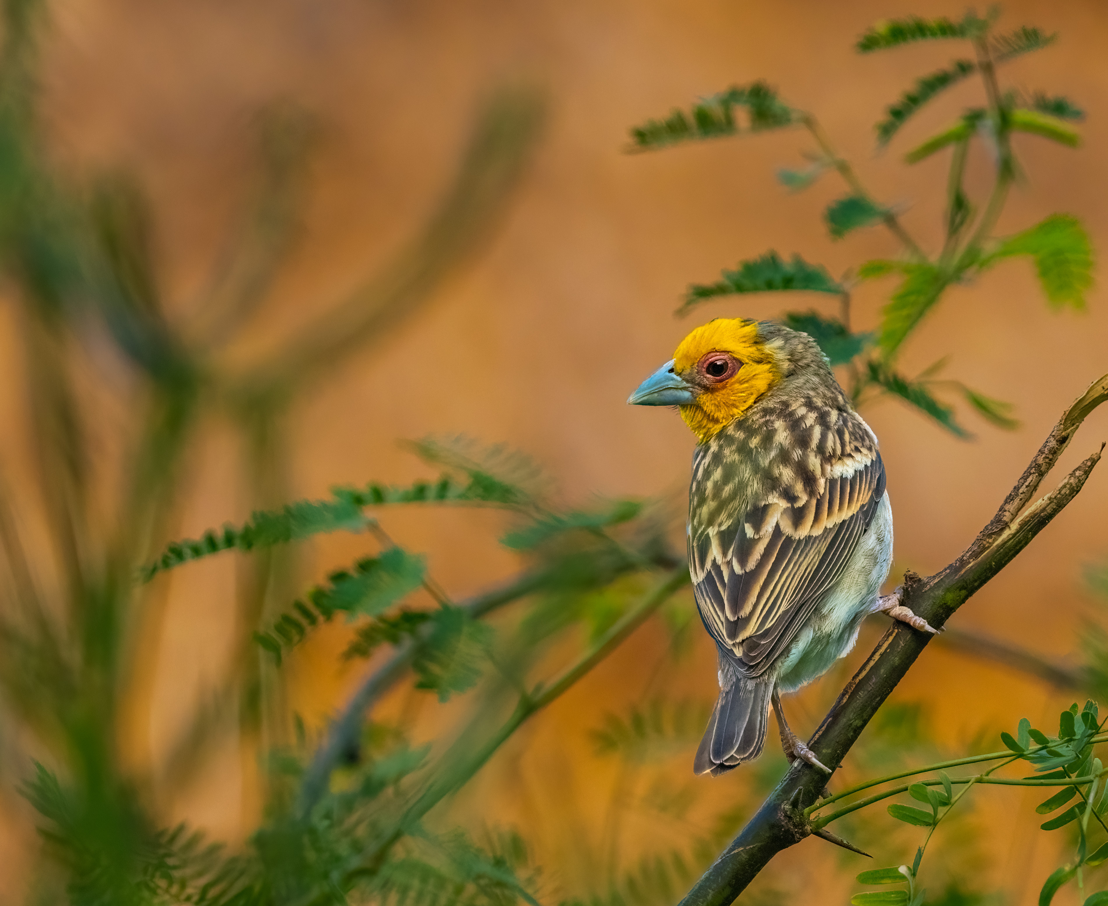 Weaver by Puneet Dhar - Organikos