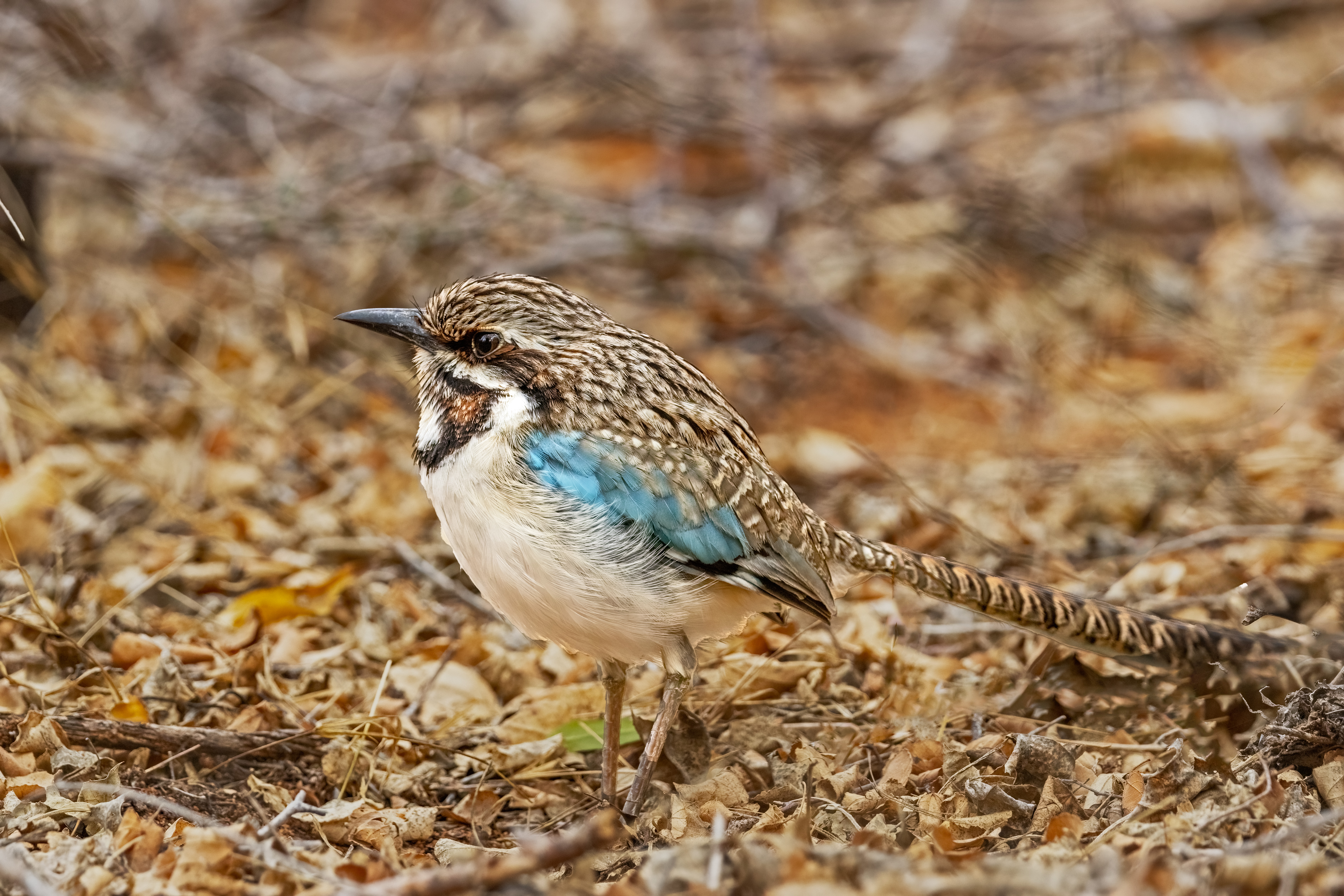 Long-tailed Ground-Roller by Puneet Dhar - Organikos