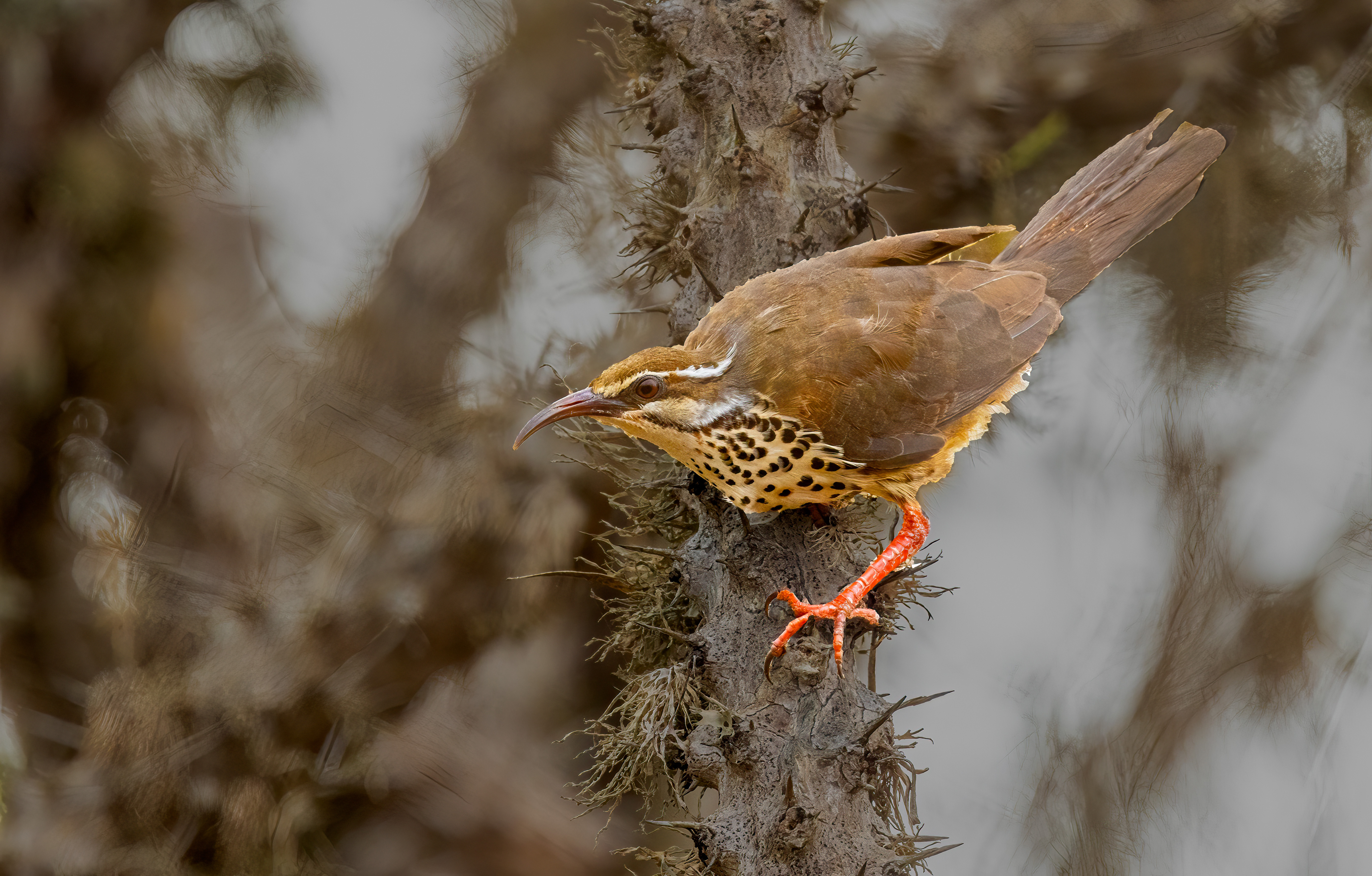 White-breasted Mesite by Puneet Dhar - Organikos