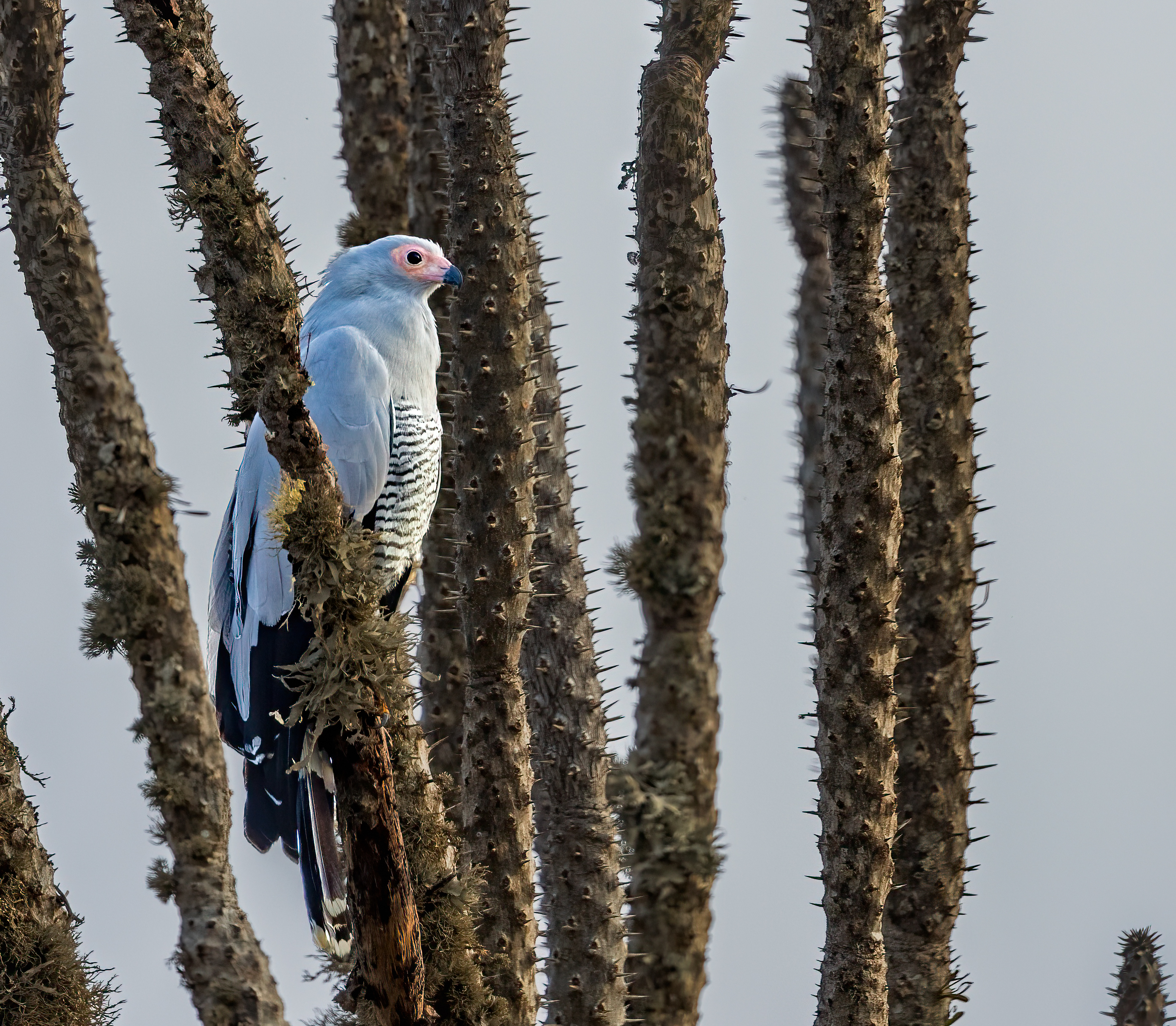 Madagascar Harrier-Hawk by Puneet Dhar - Organikos