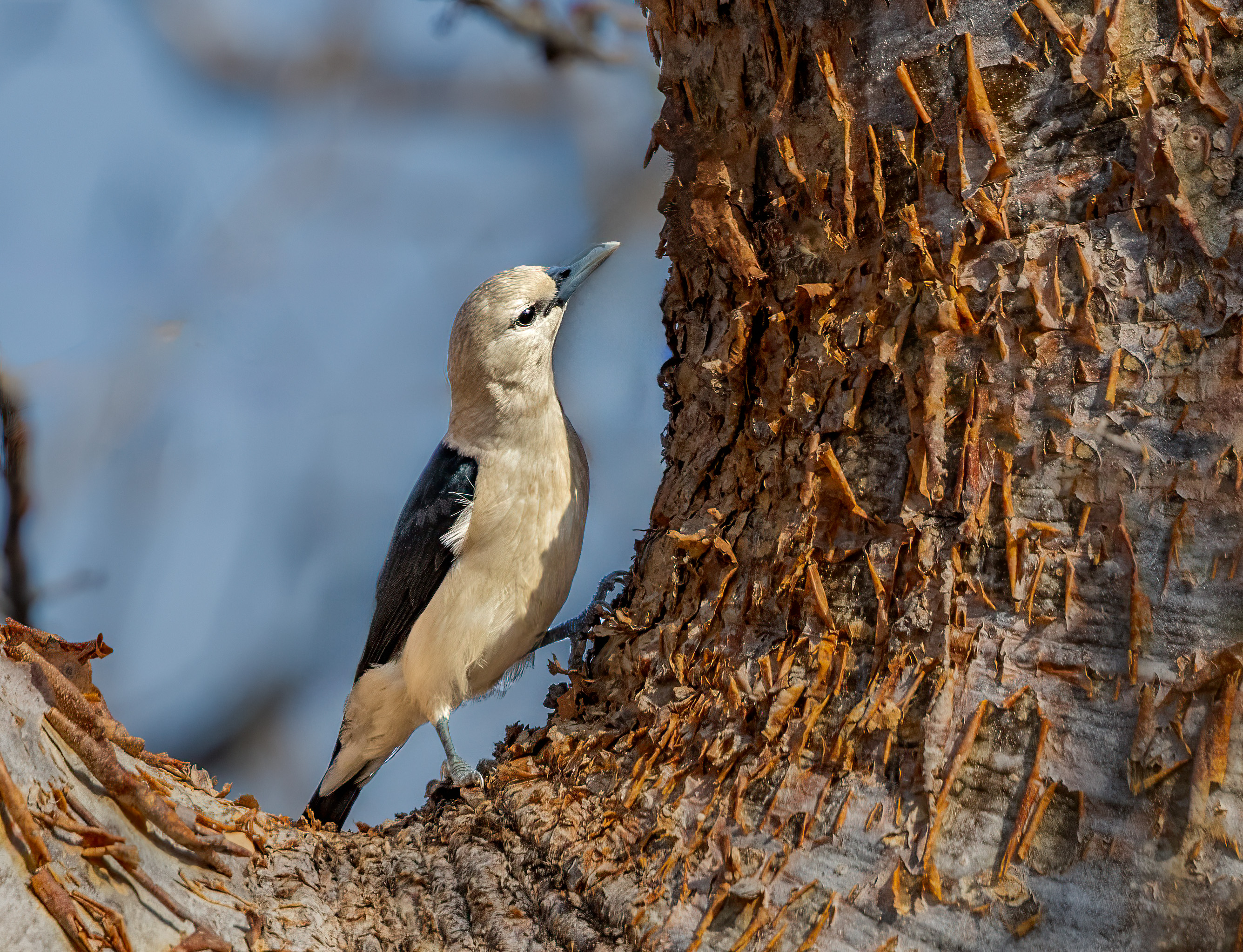 White-headed Vanga by Puneet Dhar - Organikos