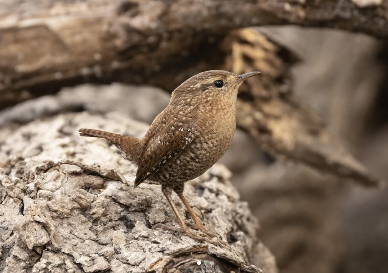 Winter Wren by Richard Kostecke - Organikos