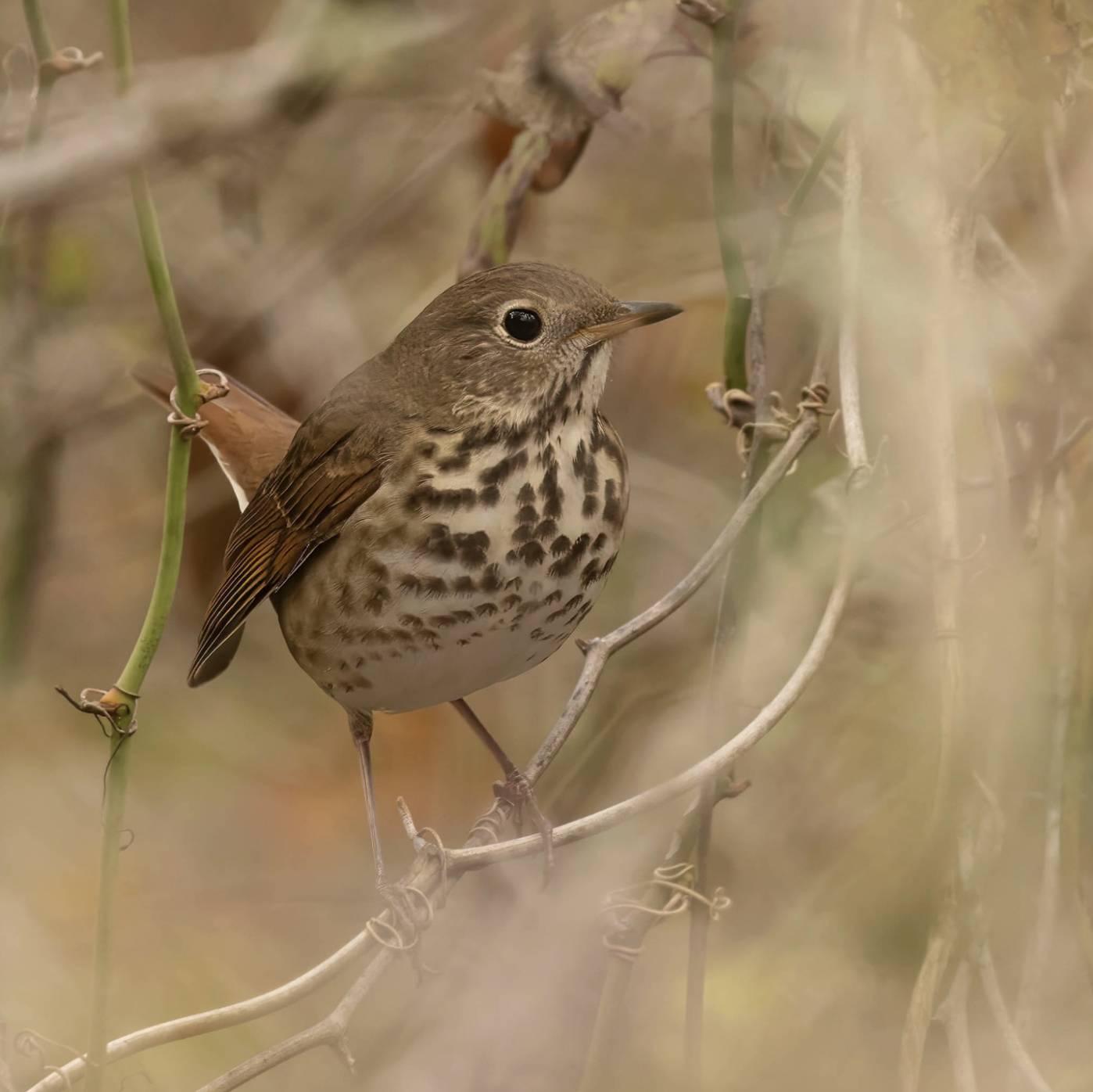 Hermit Thrush by Richard Kostecke - Organikos