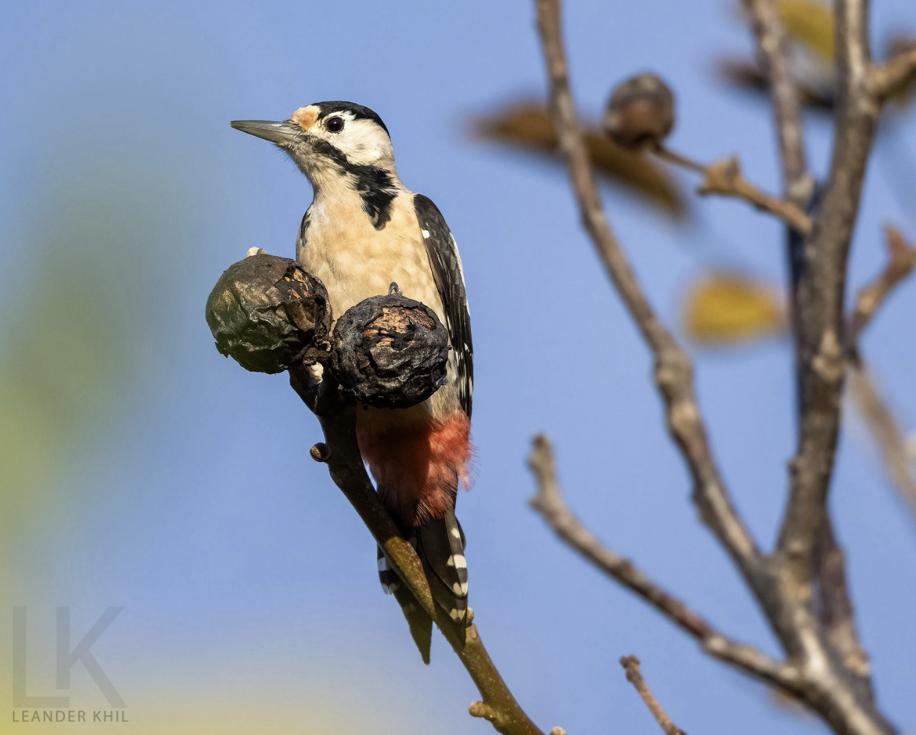 Syrian Woodpecker by Leander Khil - Organikos