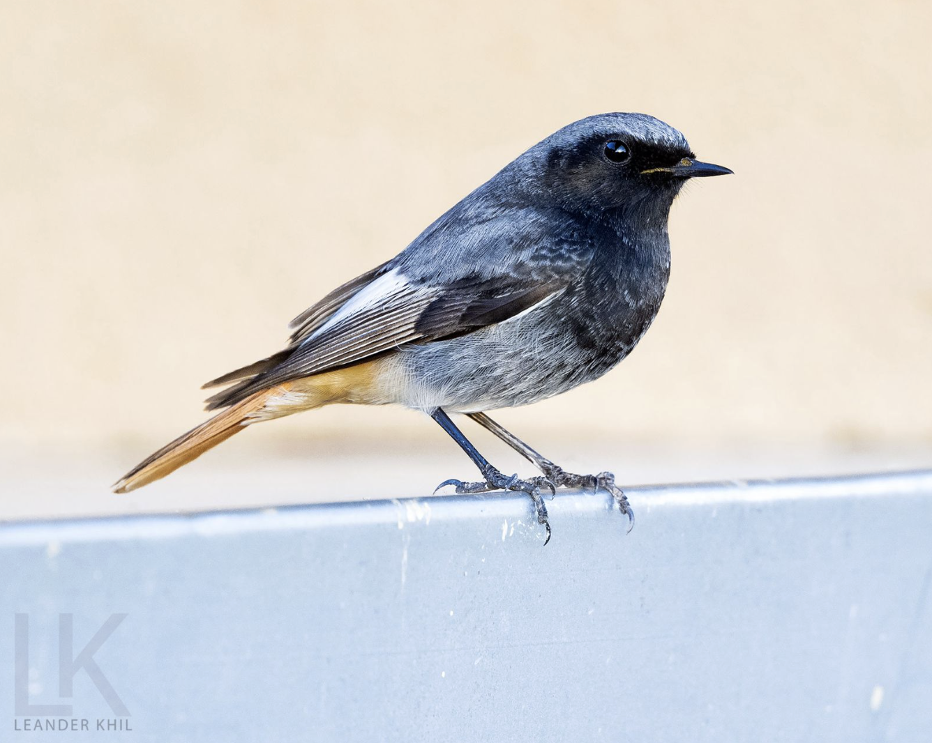 Black Redstart by Leander Khil - Organikos