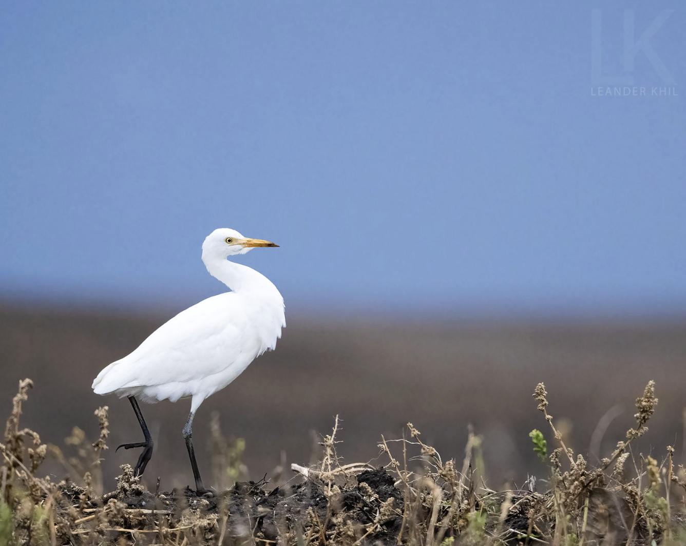 Cattle Egret by Leander Khil - Organikos