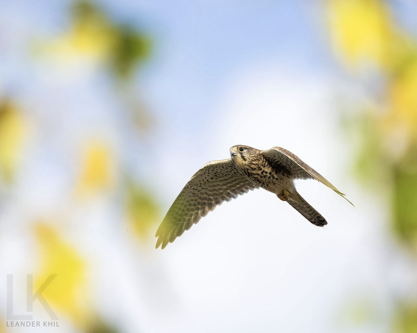 Common Kestrel by Leander Khil - Organikos