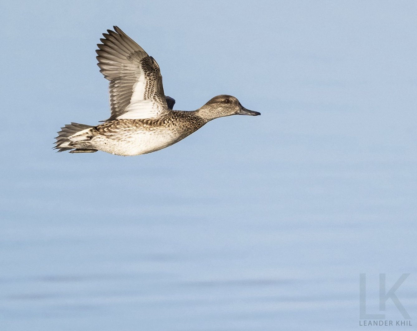 Eurasian Teal by Leander Khil - Organikos