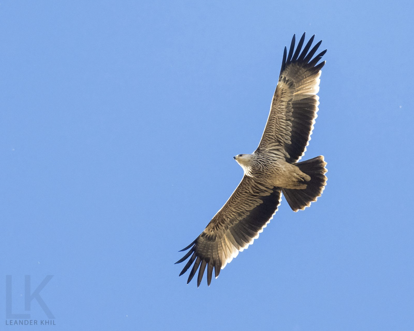Eastern Imperial Eagle by Leander Khil - Organikos