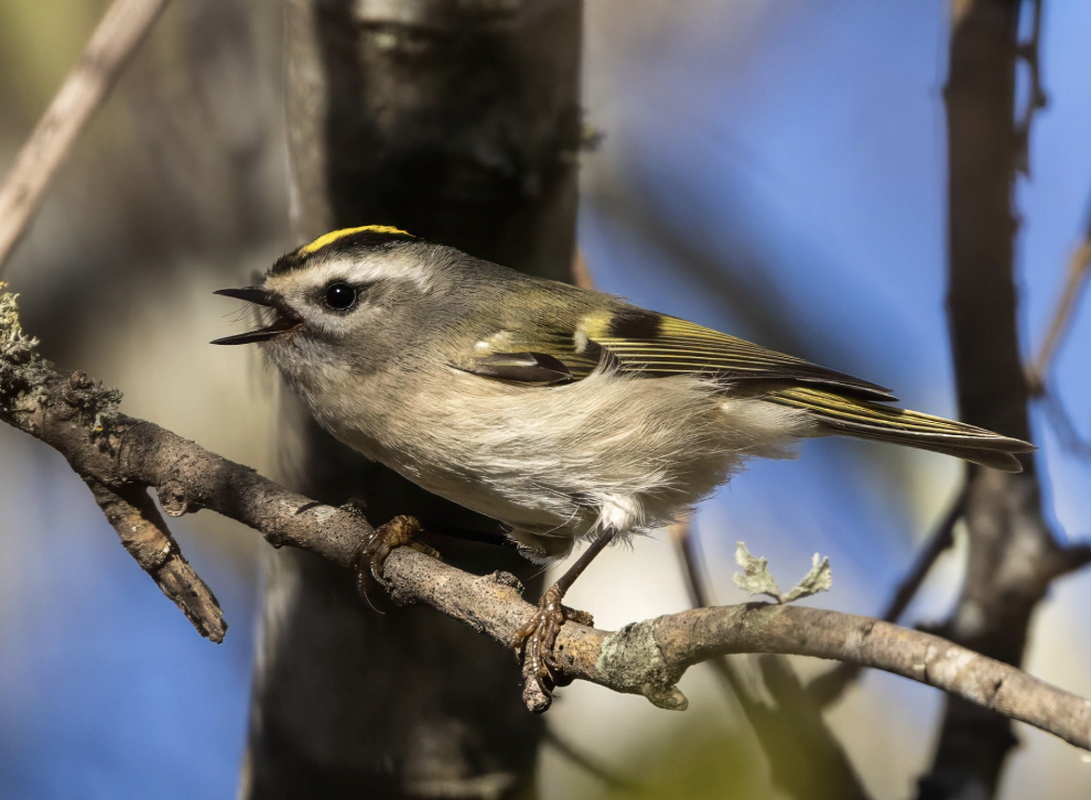 Golden-crowned Kinglet by Richard Kostecke - Organikos