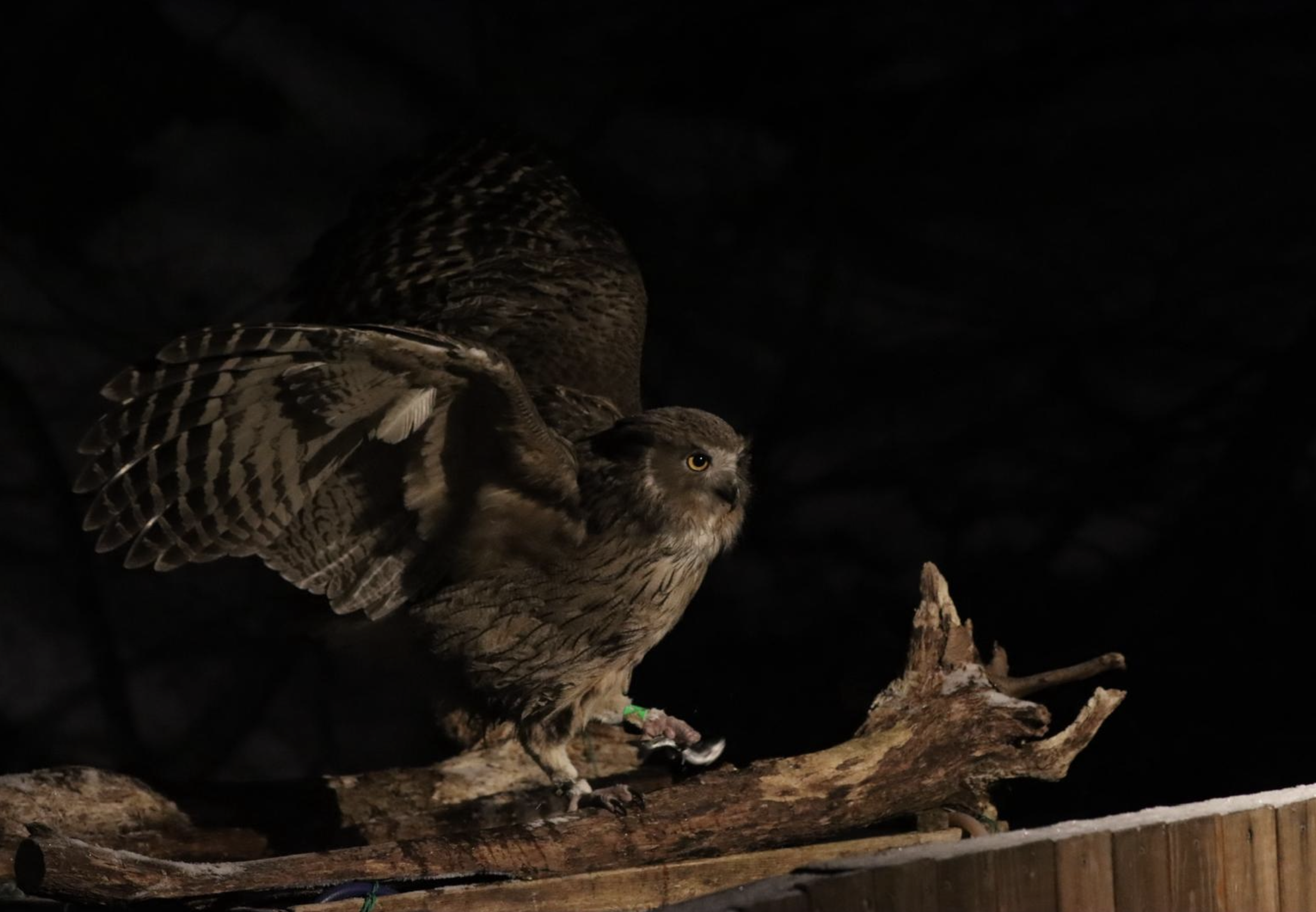 Blakiston's Fish-Owl by Seth Inman - Organikos