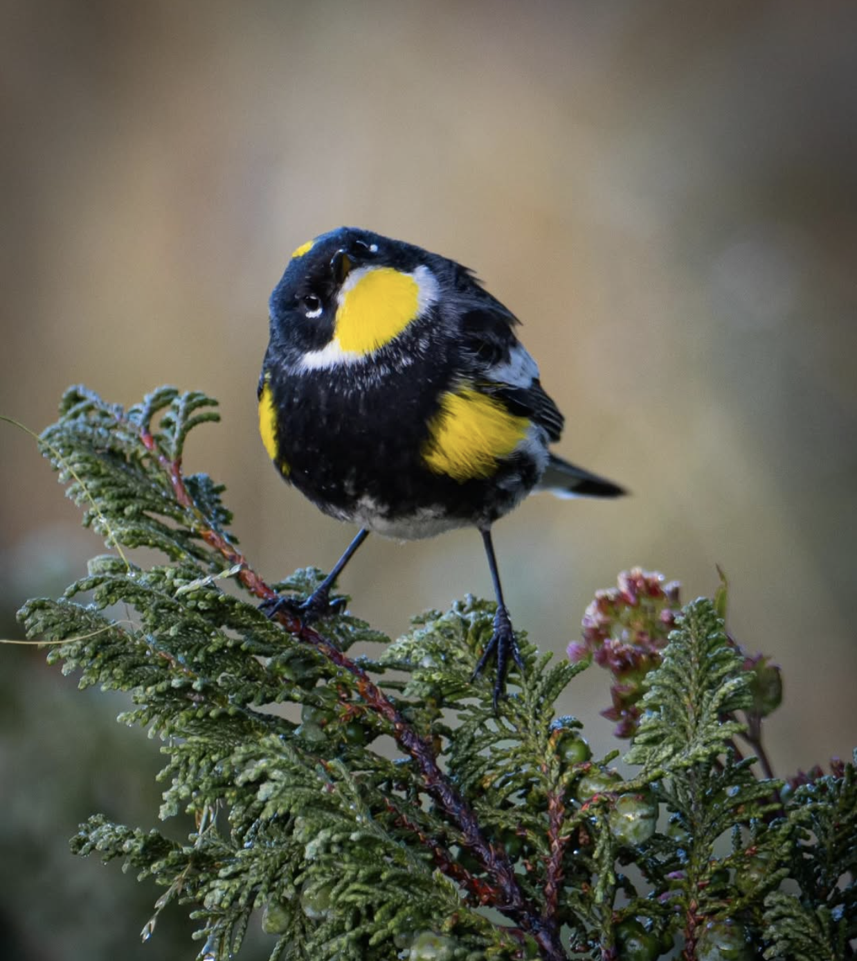 Goldman’s Warbler by Daniel Aldana - Organikos